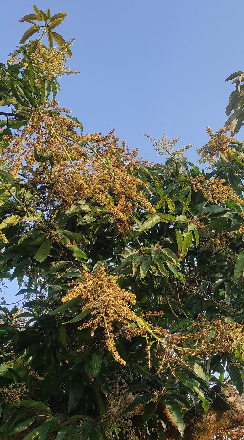 芒果樹開花，黃綠花穗掛滿枝頭